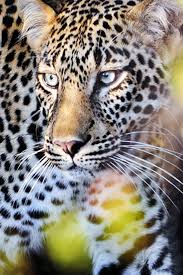 Search free cheetah wallpapers on zedge and personalize your phone to suit you. Perfect Leopard Iphone Wallpaper Iphone 7 Plus Wallpaper Hd Leopard 640x960 Download Hd Wallpaper Wallpapertip