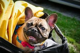 We start with selecting healthy parents. French Bulldog Rescue Network Dorey In Wa