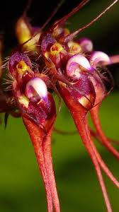 600 x 547 jpeg 55 кб. Bulbophyllum Thai Spider