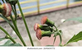 Image result for Crassocephalum radiatum