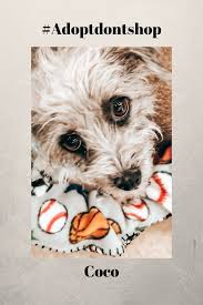 Animalshelter.net's main goal is helping. Meet Coco Dog Organization Dog Adoption Small Dog Adoption