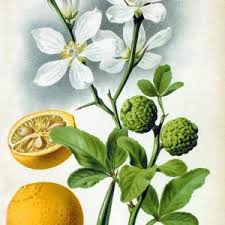 Image result for Rutaceae