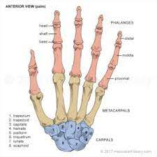 Hand Bones Medical Art Library Hand Bone Anatomy Bones Human Anatomy And Physiology