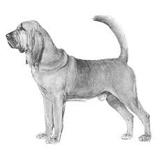 Bloodhound Dog Breed Information