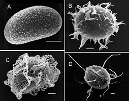 Image result for Lomariopsis hederacea