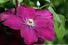 We did not find results for: Waldrebe Clematis Rouge Cardinal Pflege Und Schneiden Hausgarten Net