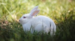 Check spelling or type a new query. New Zealand Giant Rabbit Breed Lifespan Size Meat And All Information