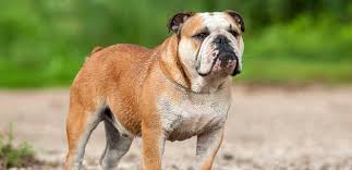 Bulldog Cinsi Kopek Bakimi Ve Ozellikleri