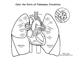 The user can show or hide the. Pulmonary Circulation Coloring Page Heart And Lungs Lungs Drawing Anatomy Coloring Book