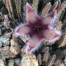 Flower Or Dead Animal When A Plant S Pollinators Are Insects That Feed On Carrion It Tries Its Best To Look Inviting And Smell Th Plants Pollination Animals