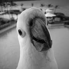 Molitor bird and pet clinic. Molitor Pet Clinic Home Facebook