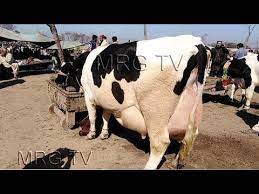 Wow 60kg Australian Fresian Cow In The World Biggest Udder Hf Cow Youtube In 2021 Hf Cow Cow Jersey Cow
