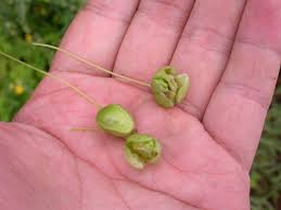 Image result for Cucumis bryoniifolius