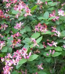 Pin By Stephanie Gildersleeve On Landscaping Bloom Honeysuckle Planting Flowers