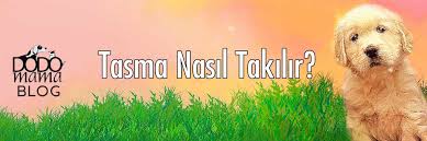 Kopek Tasmasi Nasil Takilir
