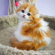 Why don't you consider graphic earlier mentioned? Untitled Kittens Cutest Pretty Cats Cats