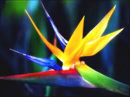Bird Of Paradise Birds Of Paradise Flower Birds Of Paradise Paradise Flowers