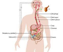 The word has existed in french since at least the 12th century. Urgencyclopedie Differencier Un Malaise Vagal D Une Syncope Ou D Un Malaise Cardiaque Une Recherche Urgencyclopedie Definition Du Malaise Vagal Un Malaise Vagal Est Du A Un Desequilibre Entre Les Systemes Nerveux