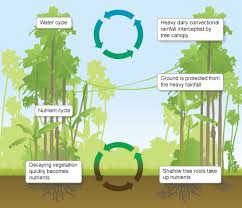 Tropical rainforests have distinct characteristics that support a wide variety of different species. Recommended Daily Vitamin Intake Chart Details Can Be Found By Clicking On The Image Nutrient Cycle Mineral Nutrition Vitamins And Minerals