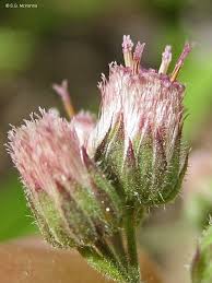 Image result for Eschenbachia