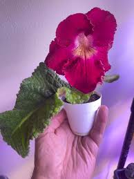 Image result for Streptocarpus sp.nov. aff. S. grandis