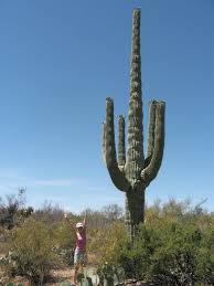 Certain gigantic types of cactus like the giant saguaro can be cultivated as bonsais or restrained potted plants. Pflanzen Samereien Zwiebeln Carnegiea Gigantea Giant Saguaro Cactus Seeds Garten Terrasse Totum Ca