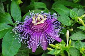 One of the world's biggest flowering plants, as believed by many researchers, is also the first flowering plant on earth. Top 10 Most Beautiful Flowers In The World Pictures Pickytop