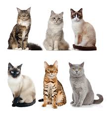 Pet health insurance plans cover the unexpected illnesses and injuries of your dog or cat. Bow Wow Meow Cat Insurance Best Pet Insurance 2021