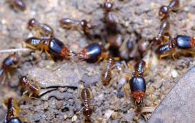 What do you know about the termites? What To Do If Termites Have Made Their Way Into Your Frisco Home