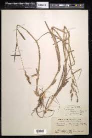Image result for Echinochloa stagnina