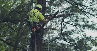 At wright way tree company, we have over 50 years' combined experience in tree care, and have become the area's experts in tree removal, tree trimming, stump removal, and more. Wright Tree Service Home Facebook