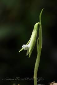 Image result for Nervilia crociformis