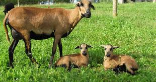 Mouton Cameroun Rustique Pas De Laine Pas De Tonte Tondeuse Ecologique Entretien Jardin Entretien Terrain Agneaux Agn Mouton Du Cameroun Animales Agneau