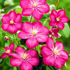 Purple clematis are a dazzling sight growing on a trellis or fence. Clematis Ville De Lyon Climbing Shrub For Sale Free Uk Delivery