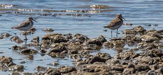 We krijgen hesjes aan en worden opgesplitst in twee groepen: Al 120 Vogelsoorten Geteld Op Marker Wadden Natuurmonumenten