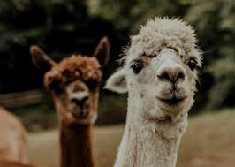 Represents a person sticking his or her tongue out with a little bit of attitude. Airhouses 5 Things You Didn T Know About Llamas