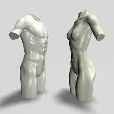 Male And Female Torso Male Female Torso Female Torso Torso Female