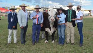 07 4932 9000 or 1300 22 55 77 www.rrc.qld.gov.au. Beef Australia 2021 Hereford Breed Wraps Up In Rockhampton Queensland Country Life Queensland