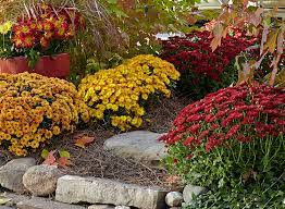 Mums are considered tender perennials. How To Grow Mums Garden Gate