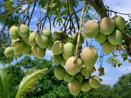 Maybe you would like to learn more about one of these? Manguier Mangifera Indica Culture Entretien Plantation