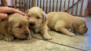 Golden Retriever Puppies For Sale In Fremont Wi Youtube