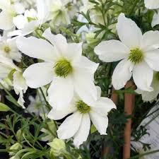 Cet avis a été posté pour clématite x cartmanii early sensation. Clematis Cartmanii Early Sensation Chris S Weblog City Chickens