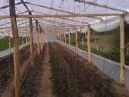 Solar legume si flori 4x10m profi 410. Solar Din Lemn Youtube