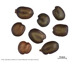 Image result for Albizia adianthifolia × gummifera