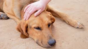 Un studiu publicat in journal of veterinary medical science confirma ca un pudel a renuntat la iarba cand a o cantitate mare de iarba inghitita repede nemestecata provoata voma. Obosi Imn Mierloi De Ce Apare Sange In Scaun La Caine Libtratours Com