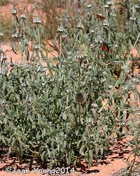 Image result for Acrotome inflata