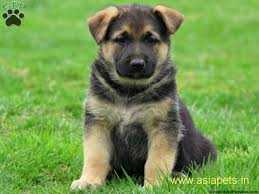 It's vital to know how much a german shepherd puppy will cost before contacting a breeder. German Shepherd Puppy Price In Goa German Shepherd Puppy For Sale In Goa