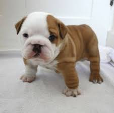 Buy and sell english bulldogs puppies & dogs uk with freeads classifieds. Northern Ireland British Bulldog Breeder Photos Facebook