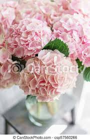 For other nature pictures in high definition resolution please browse now our collection of flowers wallpapers. Beautiful Hydrangea Flowers In A Vase On A Table Bouquet Of Light Pink Flower Decoration Of Home Wallpaper And Background Canstock