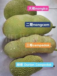 English translation of lyrics for cempedak jadi nangka by xpdc. Hee Harvest ä¸ºäº†æ–¹ä¾¿è¾¨è®¤ æˆ'ä»¬å¸®è¿™nangka Cempedakå®¶æ—æ‹äº†ä¸€å¼ å…¨å®¶ç¦ For Facebook
